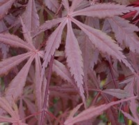 Burgundy Lace Japanese Maple Picture