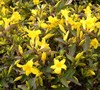 Butterscotch Jasmine