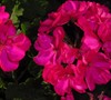 Patriot Cherry Rose Geranium