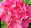 Patriot Bright Pink Geranium