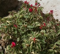 Variegated Bougainvillea Picture