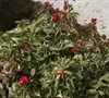 Variegated Bougainvillea