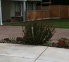 Driveway Flowerbed