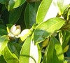 Banana Shrub
