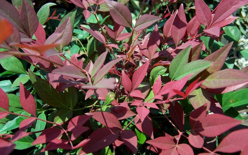 Obsession Nandina Picture