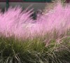 Muhly Grass