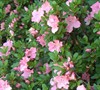 Watchet Azalea