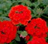 Aztec Red Verbena