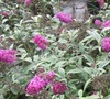 Miss Ruby Butterfly Bush