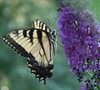Nanho Purple Butterfly Bush