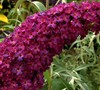 Royal Red Butterfly Bush