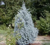 Blue Ice Cypress Picture