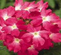 Obsession Coral Verbena Picture