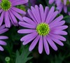 Katelynn's garden