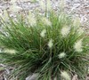Little Bunny Dwarf Fountain Grass