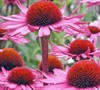 Magnus Purple Coneflower