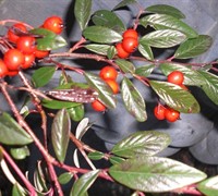 Scarlet Leader Cotoneaster Picture