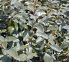 Hedge