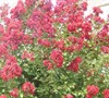 Country Red Crape Myrtle