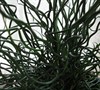 Big Twister Corkscrew Juncus Grass