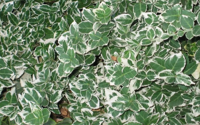 Emerald Gaiety Euonymus Picture