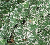 Emerald Gaiety Euonymus Picture