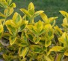 Emerald N Gold Euonymus