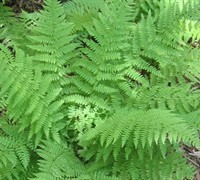 Southern Wood Fern Picture