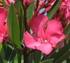 Calypso Oleander