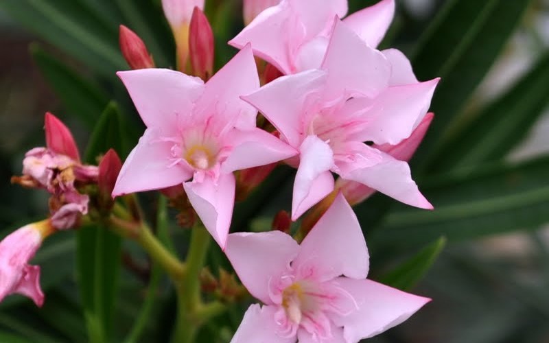 pink dwarf oleander