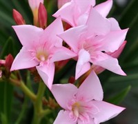 Dwarf Petite Pink Oleander Picture