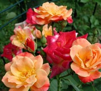 Joseph's Coat Climbing Rose Picture