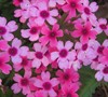 Lanai Bright Eye Verbena