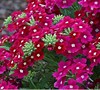 Aztec Raspberry Verbena