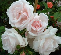 New Dawn Climbing Rose Picture