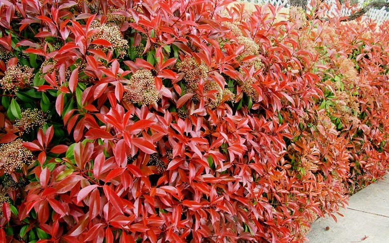 red tipped photinias red tipped photinias