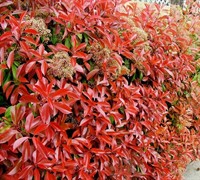 Red Tip Photinia Picture