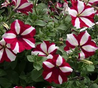 Burgandy Star Wave Petunia Picture