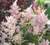 Peach Blossom Astilbe