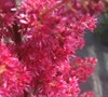 astilbe garden