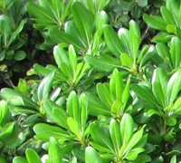 Green Pittosporum Picture