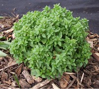 Spicy Globe Basil Picture