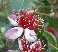Pineapple Guava Picture