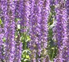 house side border