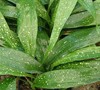 Milky Way Cast Iron Plant