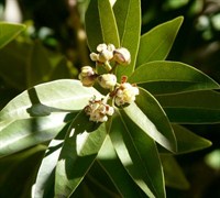 Bay Leaf Picture
