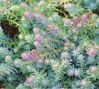 Blue Spruce Sedum Picture