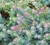 Blue Spruce Sedum