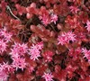 Dragons Blood Sedum