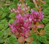 John Creech Sedum